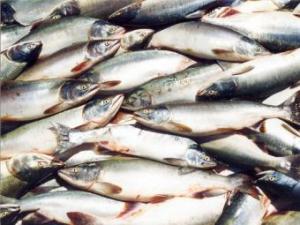 Новина В Одесскую область приехало 75 тонн опасной рыбы Ранкове місто. Кропивницький