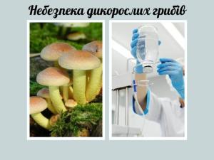 Новина Небезпека дикорослих грибів Ранкове місто. Кропивницький