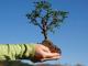 У День Землі кожен кропивничанин може долучитися до акції з висаджування дерев