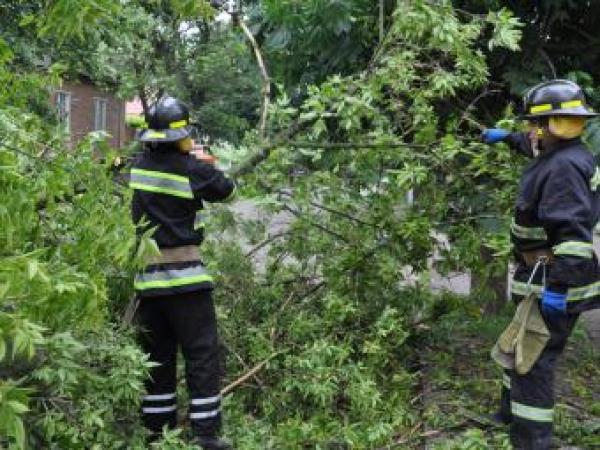 Новина В Кіровограді рятувальники розпиляли аварійні дерева Ранкове місто. Кропивницький