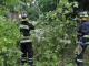 В Кіровограді рятувальники розпиляли аварійні дерева