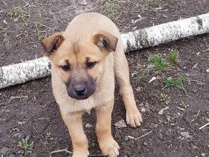 Новина У Кропивницькому нелюди познущалися над цуциком (ФОТО) Ранкове місто. Кропивницький