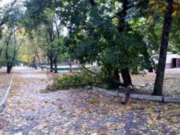 Новина В Ковалевском парке ветер повалил деревья (ФОТО) Ранкове місто. Кропивницький