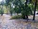 В Ковалевском парке ветер повалил деревья (ФОТО)