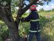 В Кропивницькому й області рятувальники спилюють повалені дерева