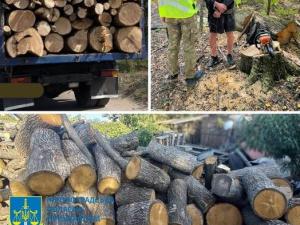 Новина Незаконна порубка деревини зі збитками у майже 2 млн гривень Ранкове місто. Кропивницький
