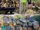 Незаконна порубка деревини зі збитками у майже 2 млн гривень