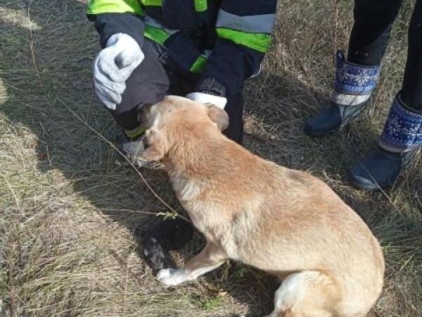 Новина В Олександрійському районі рятувальники надали допомогу по вилученню тварини з ями Ранкове місто. Кропивницький