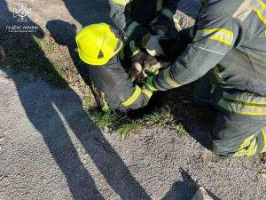 Новина М. Олександрія: рятувальники дістали собаку з каналізаційного люку Ранкове місто. Кропивницький