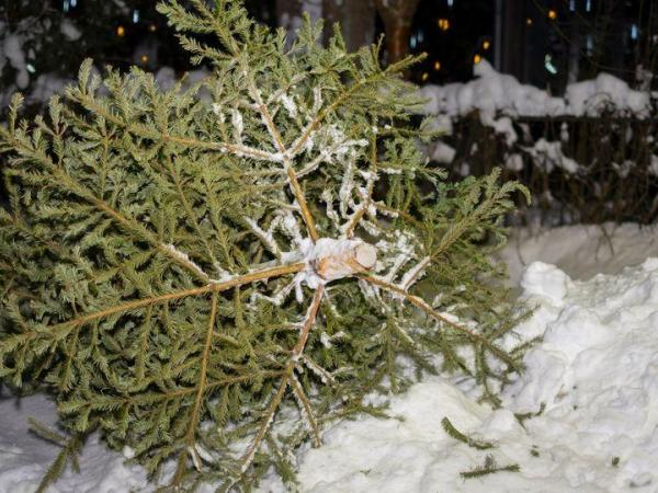 Новина Кропивничан закликають після новорічних свят залишати ялинки біля контейнерних майданчиків Ранкове місто. Кропивницький