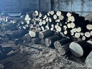 Новина На Кіровоградщині поліцейські викрили злочинну групу у незаконній порубці дерев на понад мільйон гривень Ранкове місто. Кропивницький