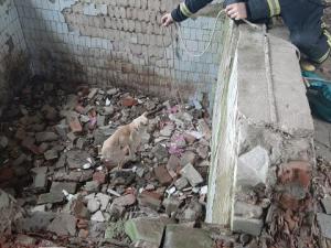 Новина Голованівський район: рятувальники дістали собаку з ями Ранкове місто. Кропивницький