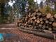 Незаконна порубка деревини з мільйонними збитками