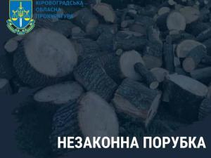 Новина Незаконно нарубали дерев на мільйон гривень Ранкове місто. Кропивницький