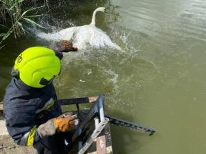 Новина У Долинській громаді рятувальники врятували лебедя Ранкове місто. Кропивницький