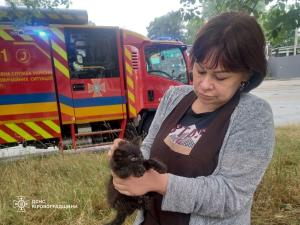 Новина Кропивницький: рятувальники зняли кота з дерева Ранкове місто. Кропивницький