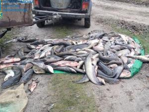 Новина Майже мільйон збитків за незаконне зайняття рибним промислом Ранкове місто. Кропивницький