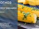 Прогноз погоди на 26 липня по Кіровоградщині