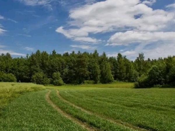 Новина Прокуратура повернула у державну власність лісовий масив вартістю понад 1 млрд грн Ранкове місто. Кропивницький