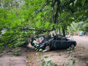 Новина Дерево впало на вул. Є.Тельнова Ранкове місто. Кропивницький