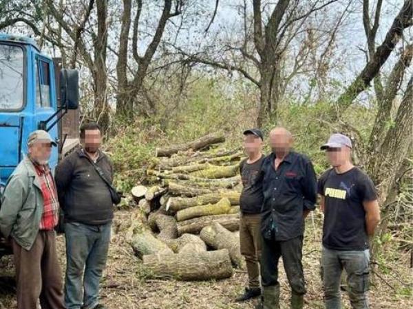 Новина Незаконною порубкою дерев завдано збитки довкіллю на суму понад 2 млн гривень Ранкове місто. Кропивницький