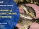 Кваліфіковані рибоводи – пріоритетний напрямок для розвитку рибного господарства в Україні!